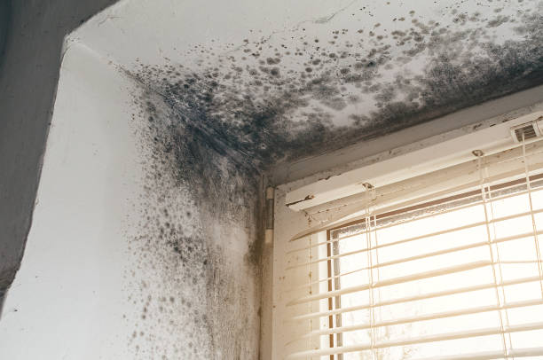 Affordable Mold Remediation solutions in Rolesville, NC