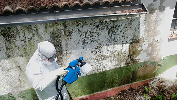 Top rated local Mold Remediation specialists in Rolesville, NC